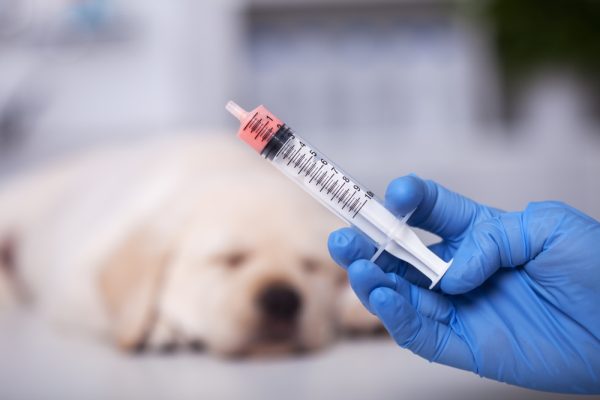 dog dewormer