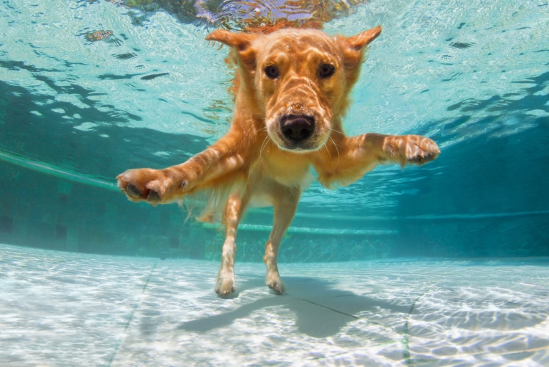 labrador retriever puppy in swimming pool