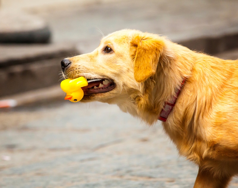 dog chewing the yellow rubber duck toy