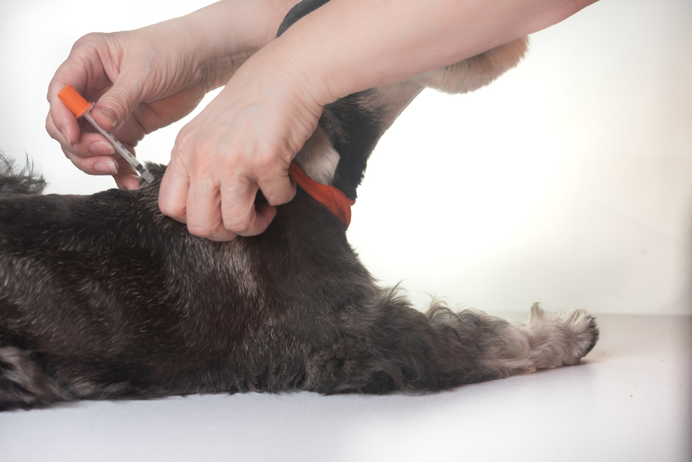 dog getting a injection under the skin