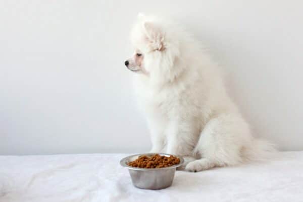 white fluffy dog not eating