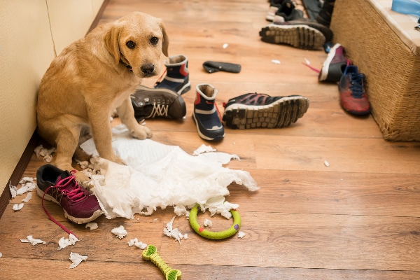 dog separation anxiety toys