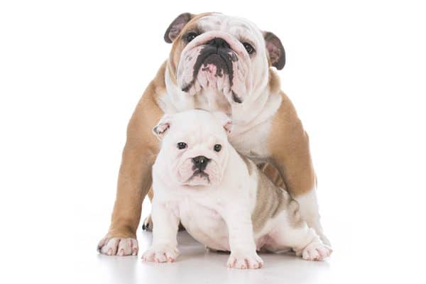 An adult bulldog and a baby puppy bulldog.