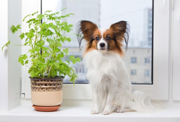 Papillon sitting in the windowsill next to a plant