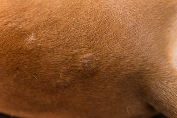 close-up photo of a dog allergic bumps