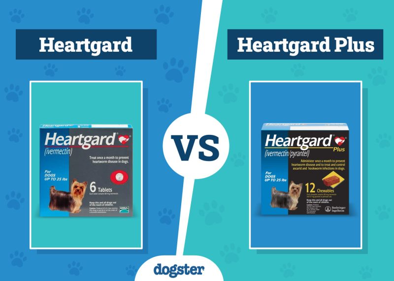 Dogster_Heartgard VS Heartgard Plus