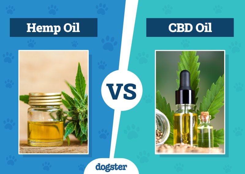 Dogster_Hemp Oil vs CBD Oil