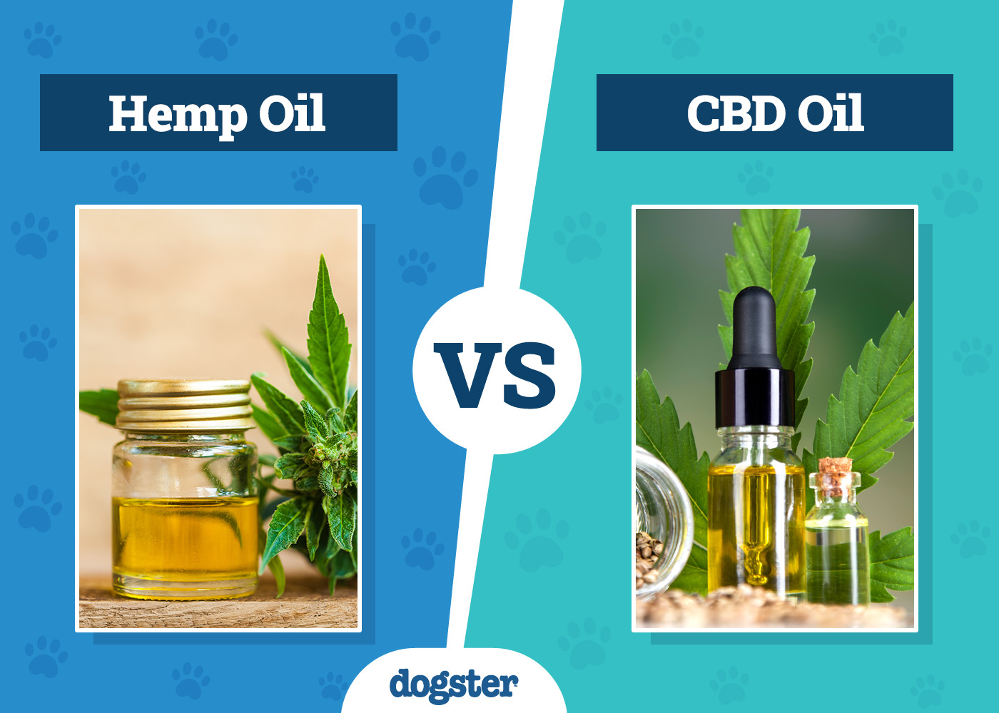 Dogster_Hemp Oil vs CBD Oil