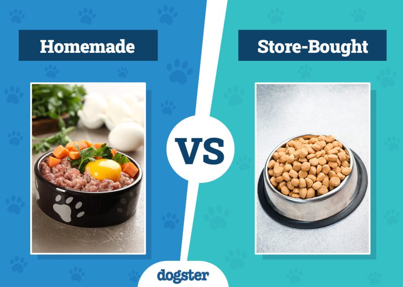Dogster_Homemade vs Store-bought dogfood