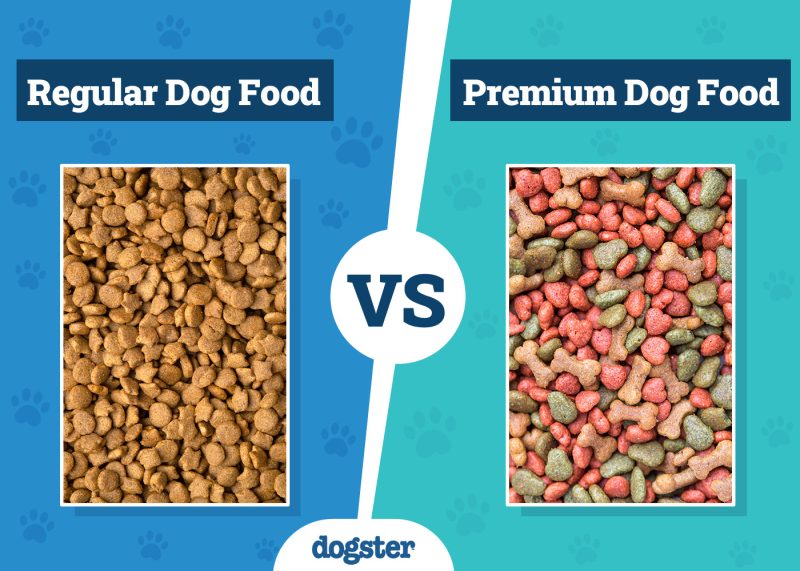 Dogster_Regular vs Premium Dog Food