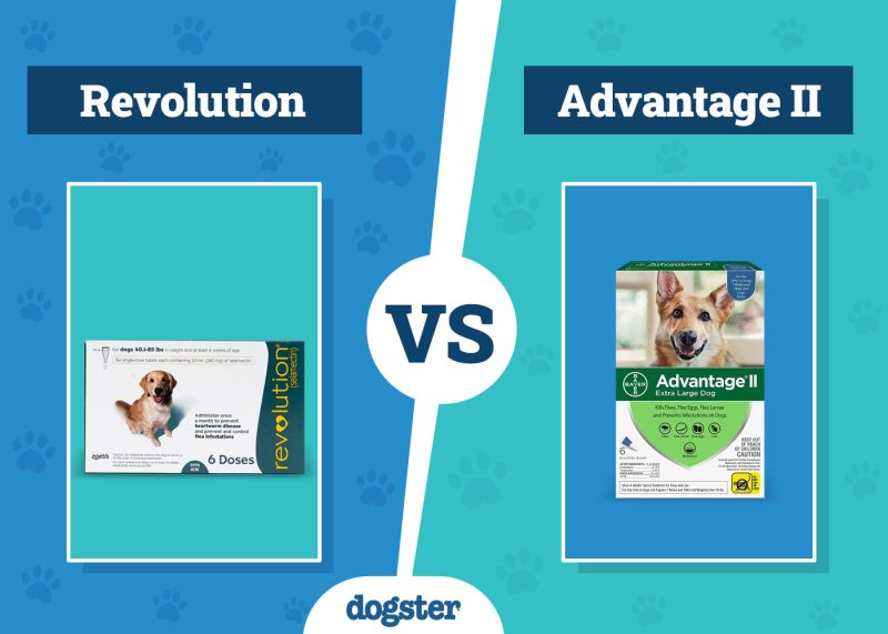 Dogster_Revolution VS Advantage II