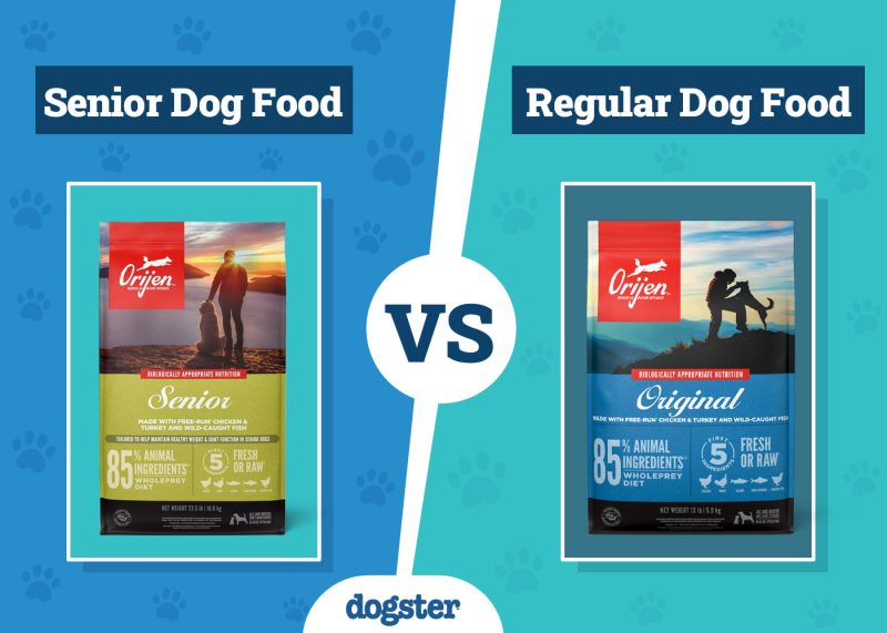Dogster_Senior vs Regular Dog Food