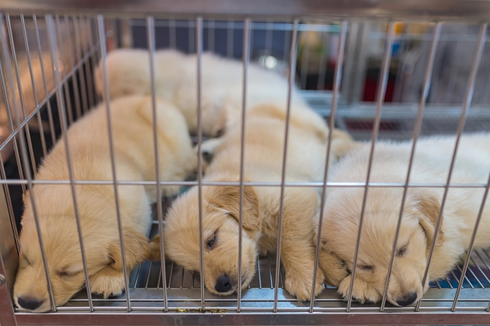 puppies sleeping in cage
