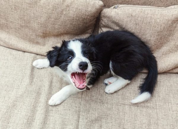 border collie puppy barking