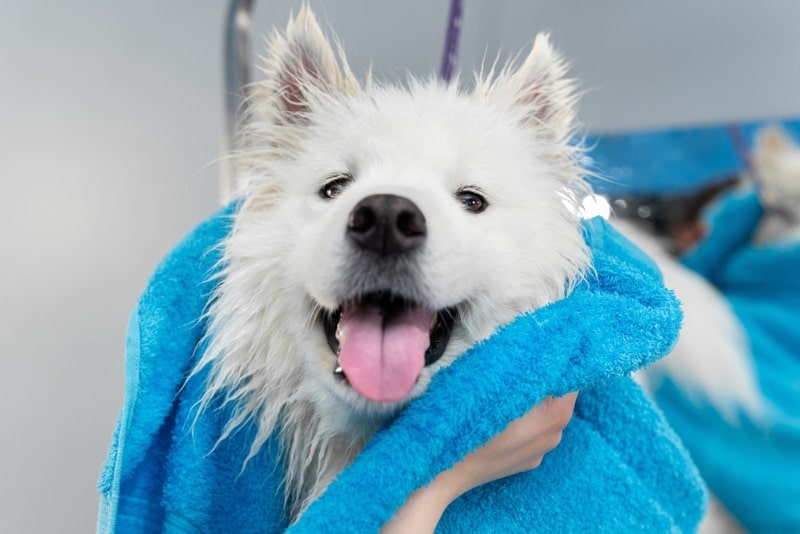 groomer wiping samoyed dog with towel after a bath