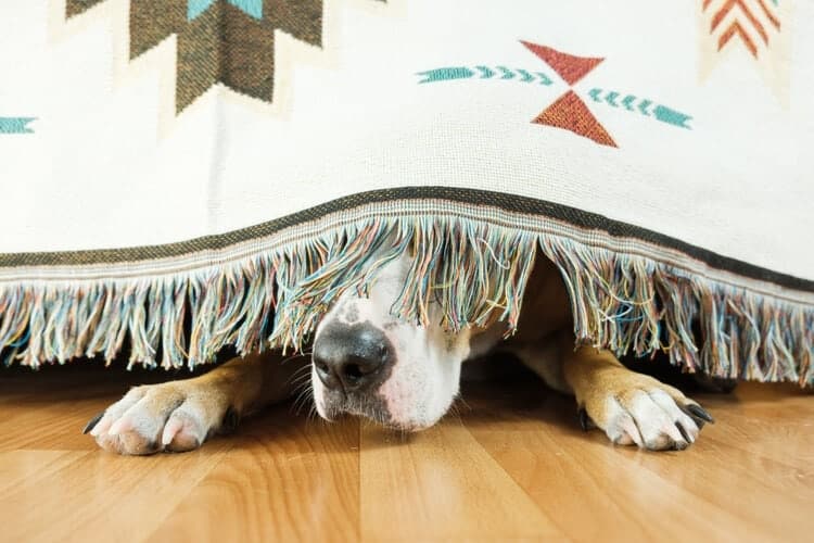 dog scared hiding under bed blanket