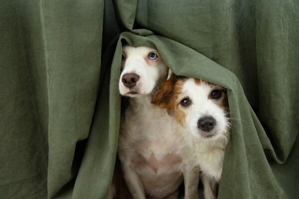 two-scared-or-afraid-puppy-dogs-wrapped-with-a-curtain