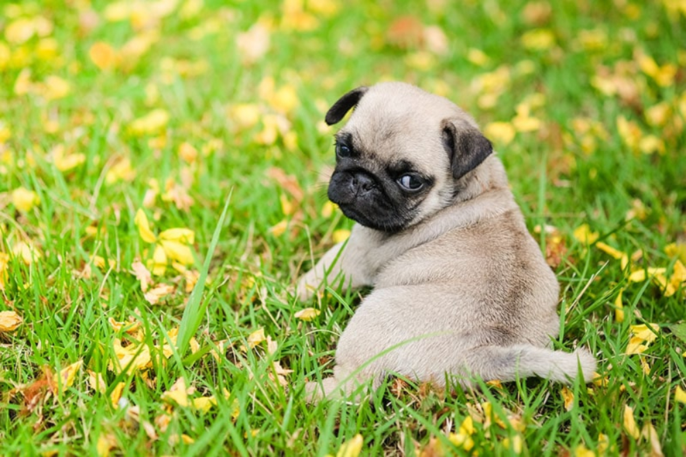 Baby pug dog playing on grass and yellow flower
