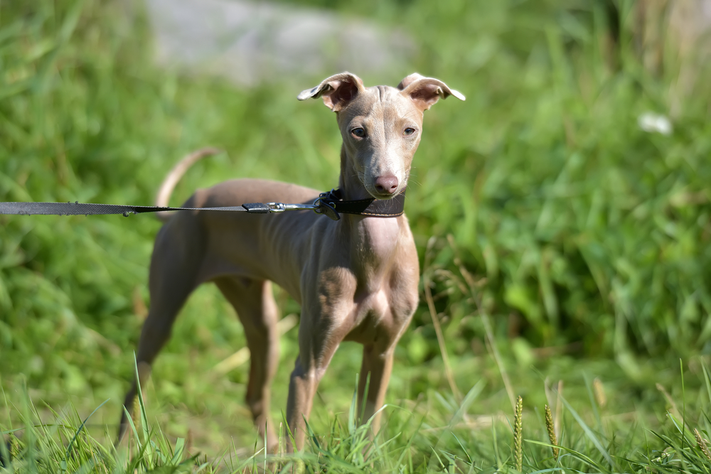 Peruvian Hairless Dog