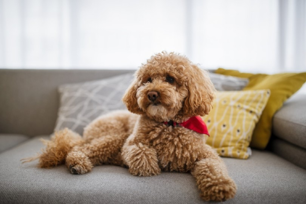 Toy Poodle dog lying on sofa at home