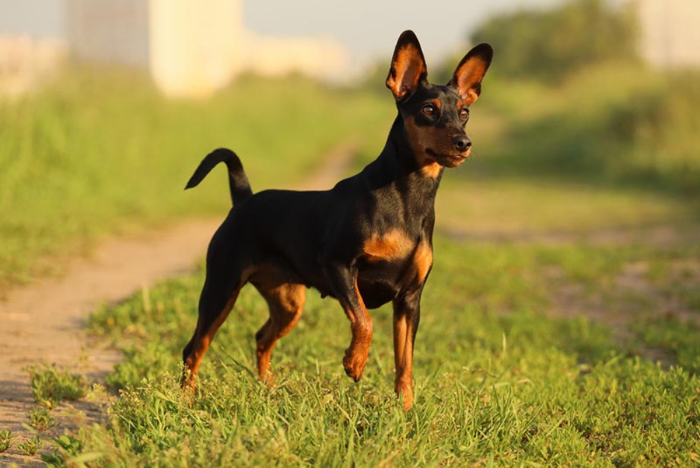 miniature pinscher dog standing on grass