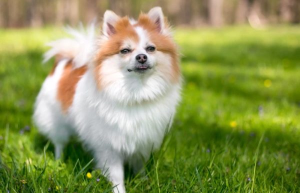 red and white Parti-Pomeranian dog outdoors