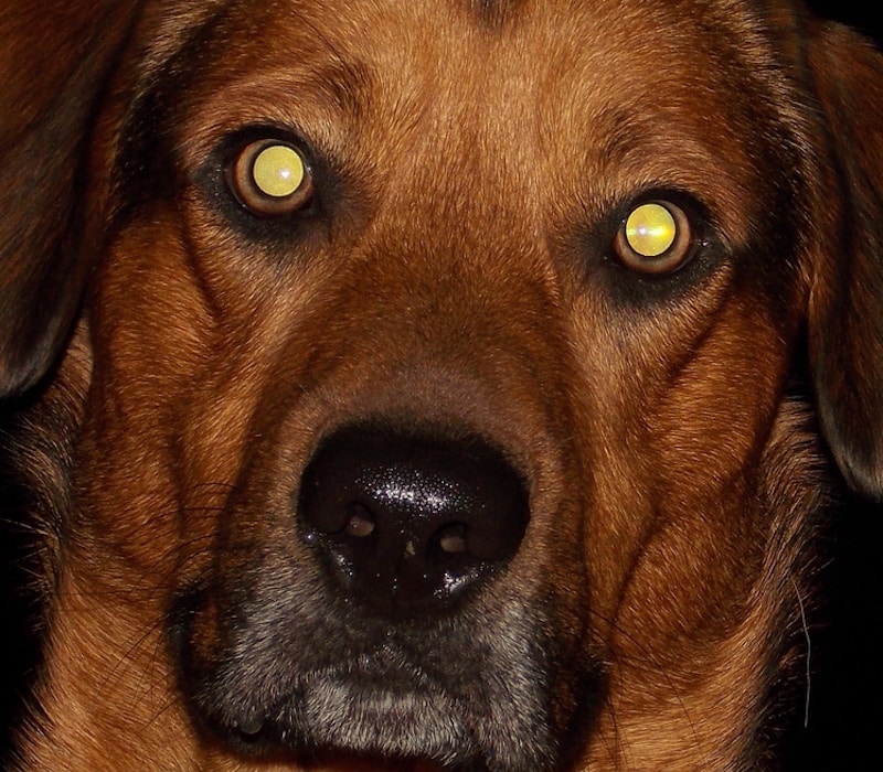 A Quick Fix for "Pet Eye" in Dog Photographs Dogster