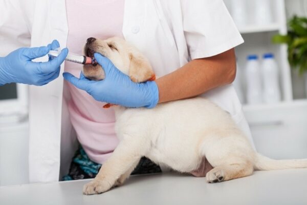 labrador puppy getting dewormed