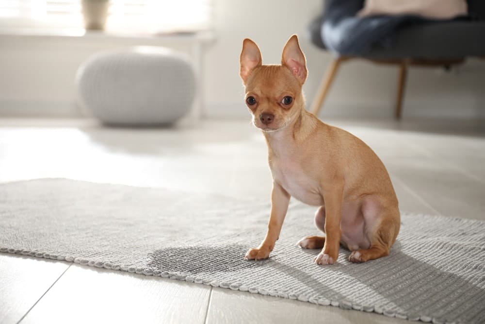 Chihuahua pee carpet urine stain