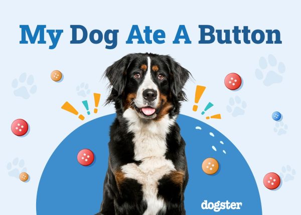 My Dog Ate a Button