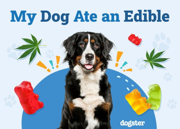 My Dog Ate an Edible, What Should I Do