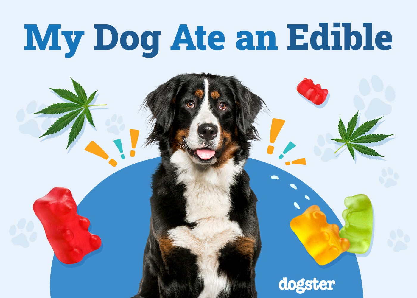 My Dog Ate an Edible, What Should I Do