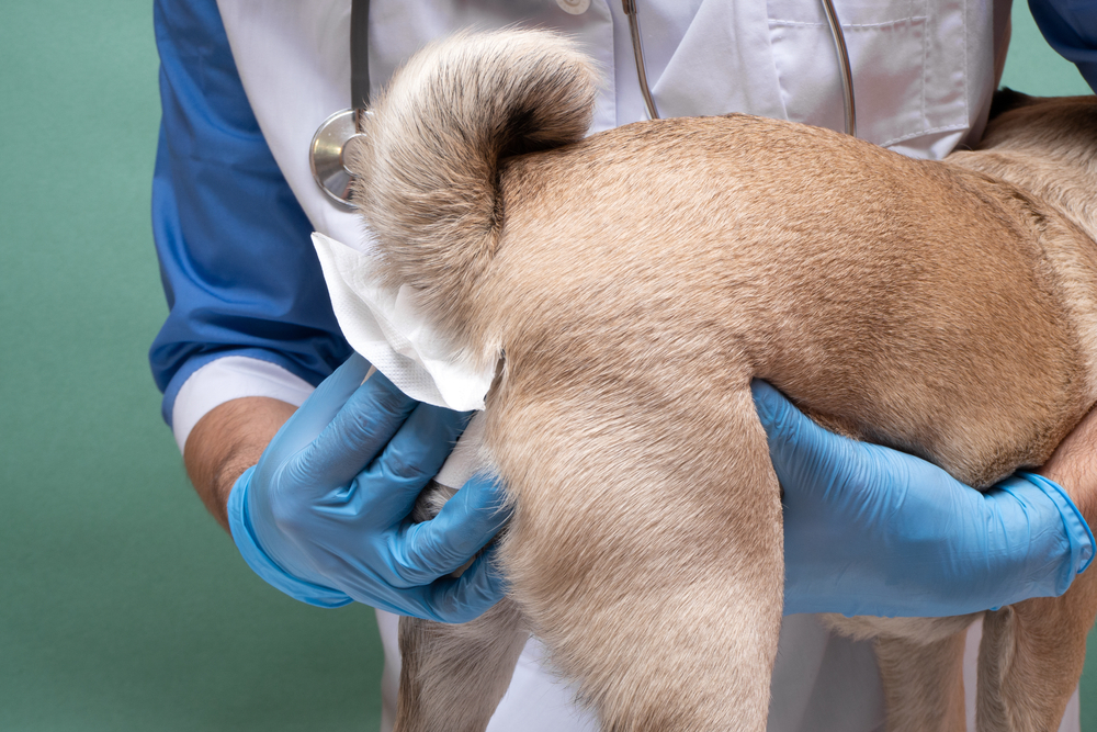 Veterinarians clean the paraanal glands of a dog in a veterinary clinic