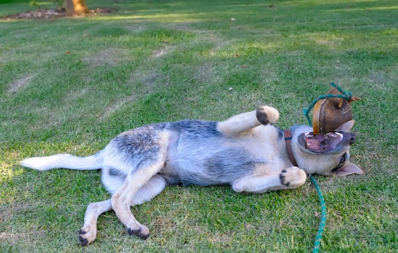 7-month-old Australian Cattle Dog lying on the grass