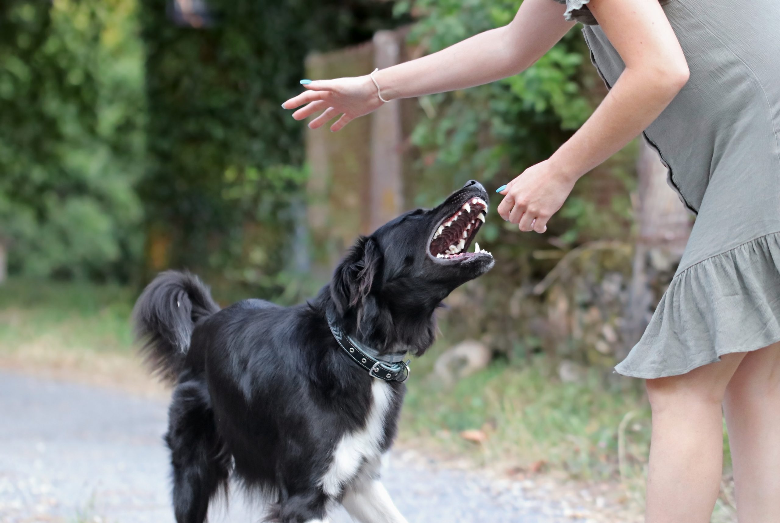 Agressive dog attacking a young caucasian woman. Black and white border collie biting a person