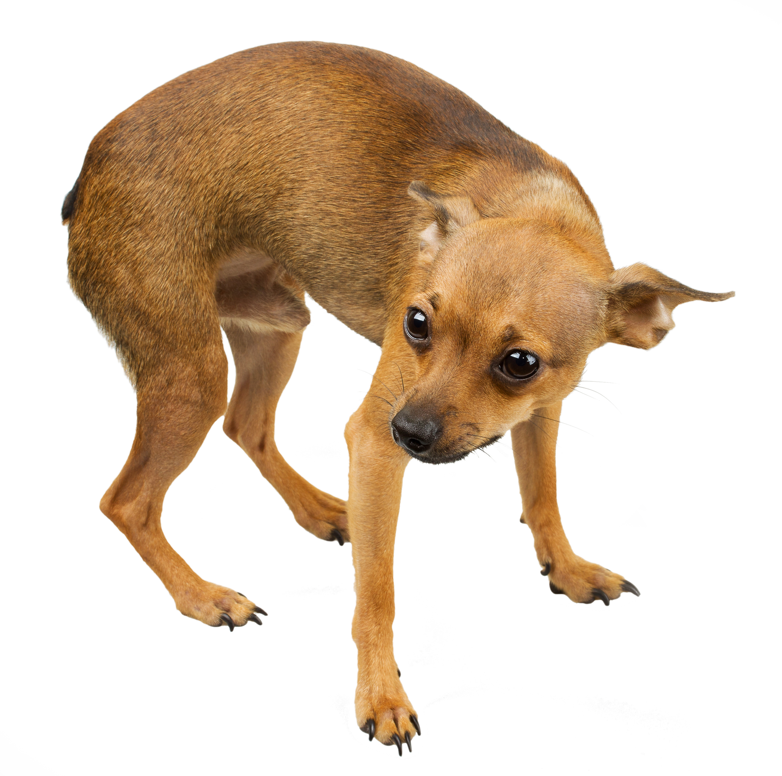 Russian toy terrier is a mini dog