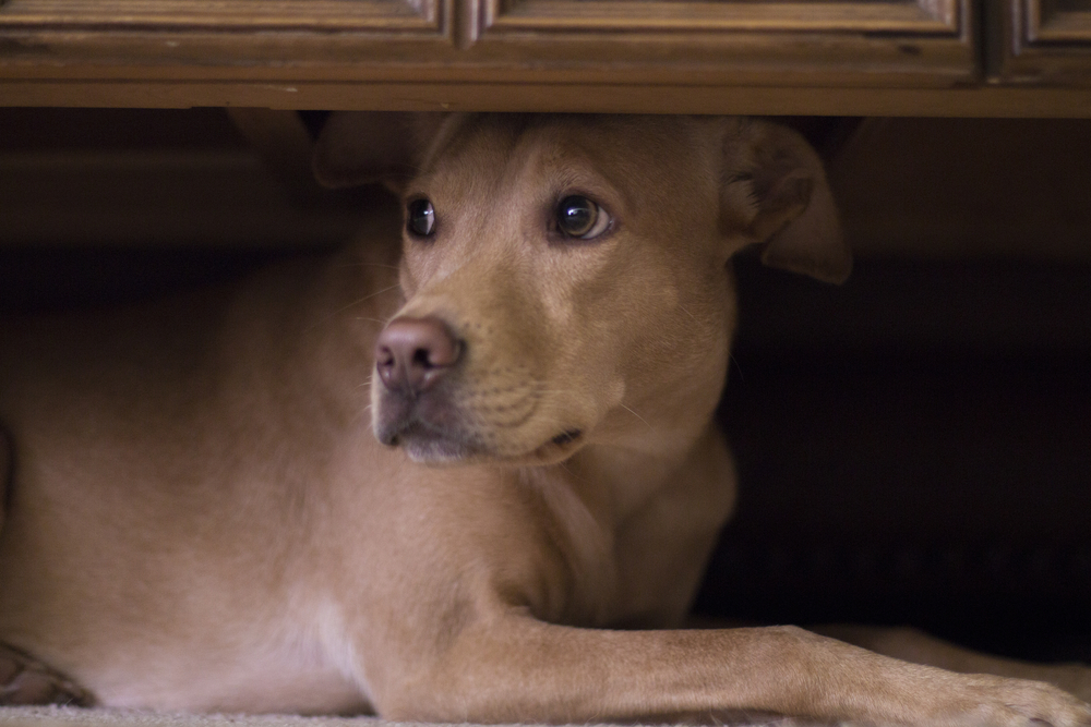Scared brown dog under a furniture