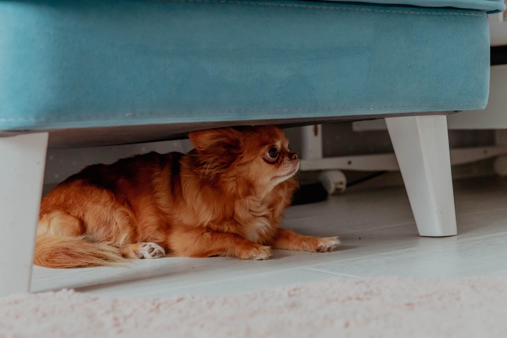 Scared chihuahua under a couch