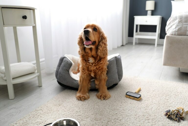 Why Do Dogs Scratch Their Beds Before Lying Down? VetApproved Reasons