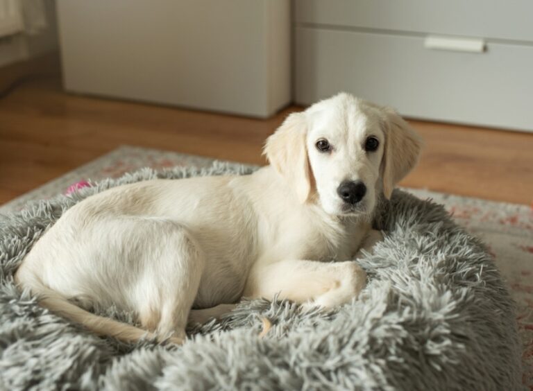 Why Do Dogs Scratch Their Beds Before Lying Down? VetApproved Reasons Dogster