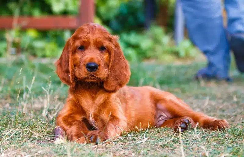 irish setter puppy dog lying on the grass