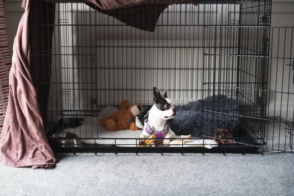 Boston Terrier puppy inside a large cage
