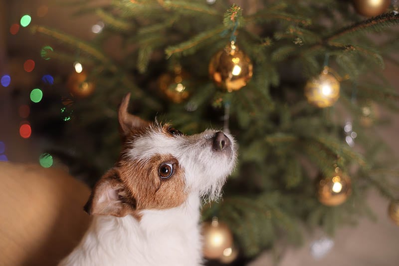 Jack Russell Terrier and aa Christmas tree