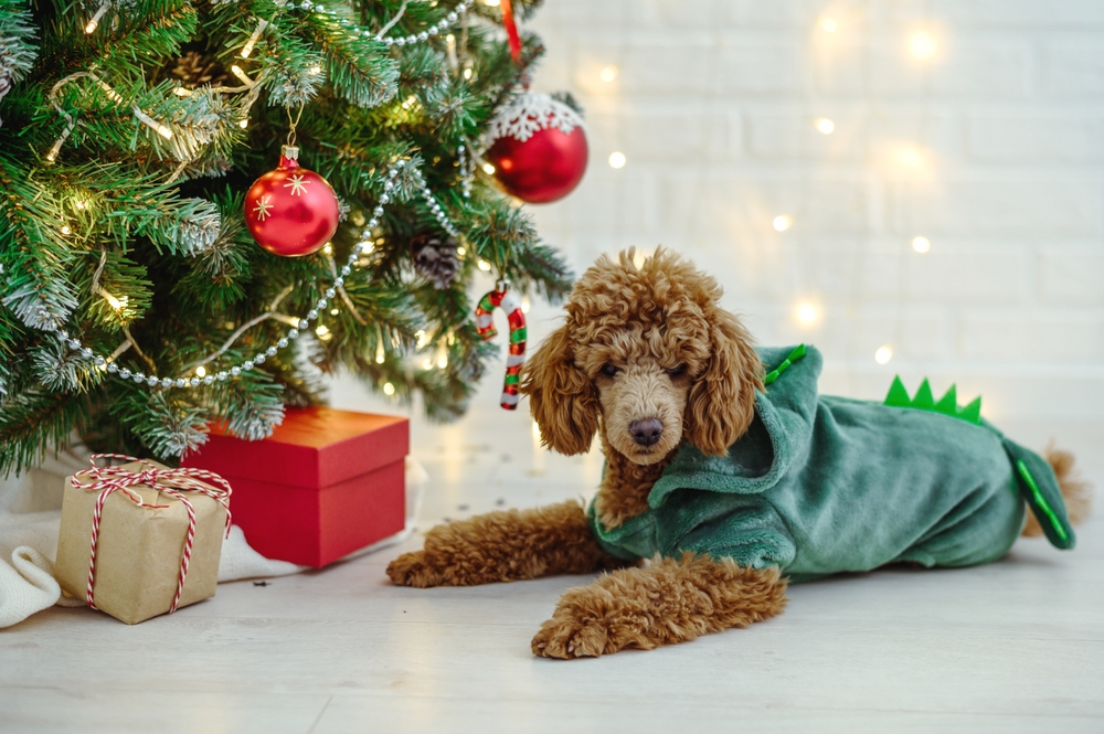 cute toy poodle dog in a dragon costume near the Christmas tree