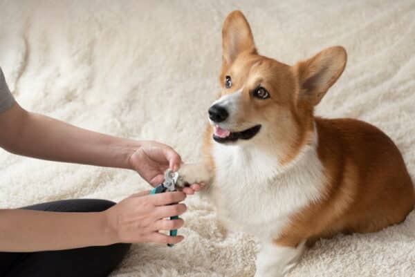 dog nails being trimmed