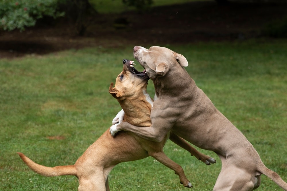 pitbull dogs fighting