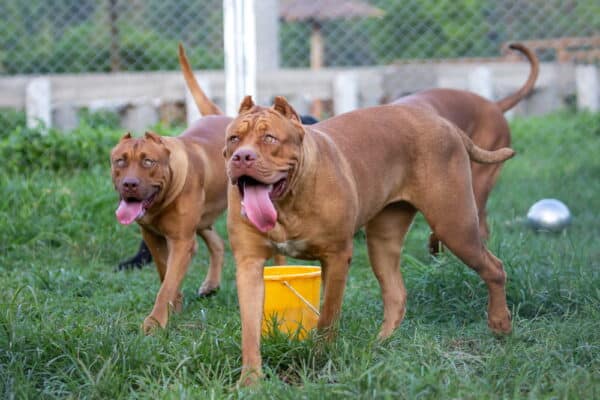 two pitbull dogs in the grass