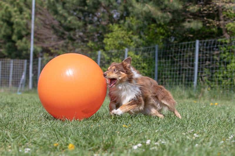 Border collie dog playing Treibball