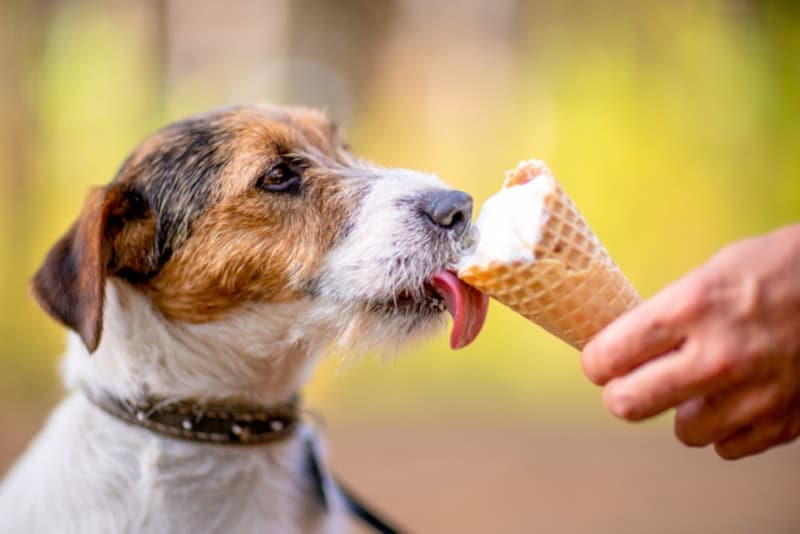 Dog licking ice cream in waffle cone