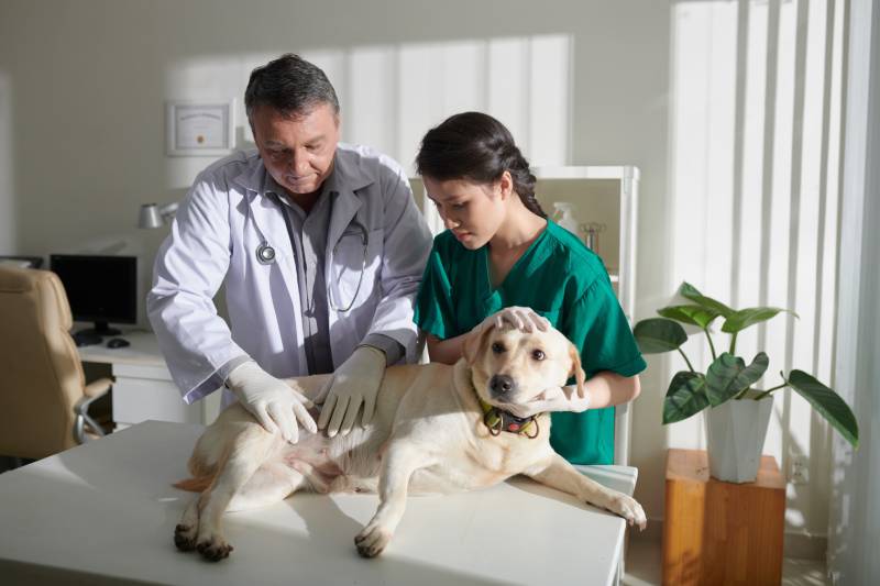 Nurse helping veterinarian examining stomach of labrador retriever dog